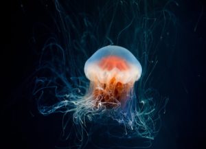 A jellyfish